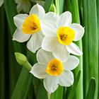 Answer Daffodil