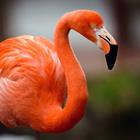 Antwort Flamingo