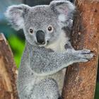 Answer Koala