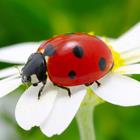 Answer Ladybug
