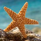 Answer Starfish