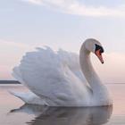 Answer Swan