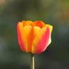 Réponse tulipe