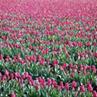 Respuesta tulipan