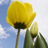Svar tulipan