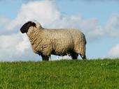 Answer sheep, wool, cloudy