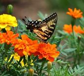 Answer butterfly, flower, nectar