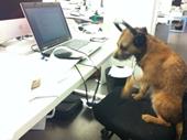 Answer dog, Laptop, office chair