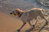 Answer dog training, fetch, beach