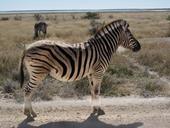 Answer Zebra, grassland, tail