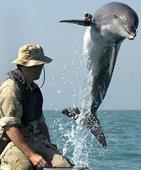 Answer camera, dolphin, marine mammal