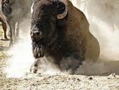 Answer bison, dust, horns