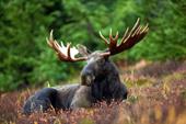 Answer antlers, moose, flower meadow