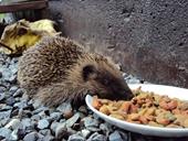 Answer Hedgehog, feeding, gravel