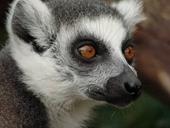 Answer eyes, lemur, fur
