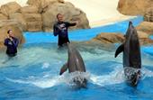 Answer dolphin, animal trainer, stunts