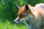 Answer fox, predator, snout