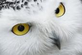 Answer snow owl, nocturnal, white