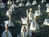 Answer swarm, swans, swim