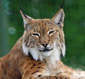 Answer lynx, feline, fur