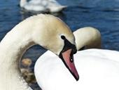 Answer swan, neck, white