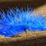 Answer feather,blue