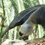 Answer anteater,mammal