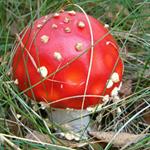 Answer mushroom,red