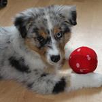 Answer puppy,ball