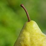 Answer peduncle,pear