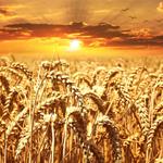 Answer wheat,field