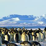 Risposta Antartide,pinguino
