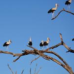 Answer storks,branches