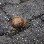 Answer Pavement,snail